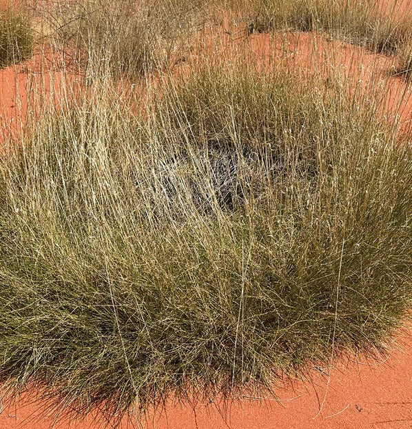 🌿 Outback Spinifex Bush Soap