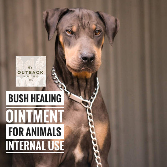 🐾 Bush Healing Ointment for Animals